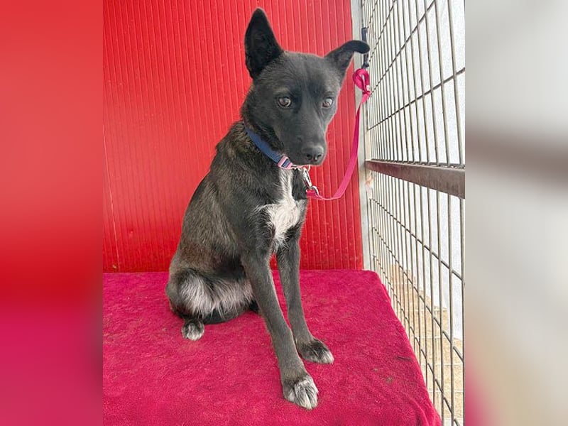 wunderschöne LOLA - 1 Jahr, 45cm/14kg