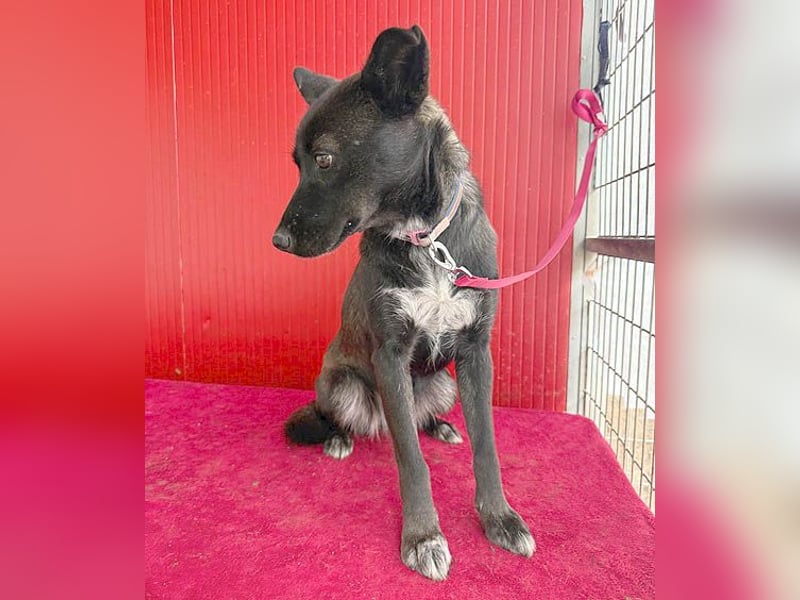 wunderschöne LOLA - 1 Jahr, 45cm/14kg