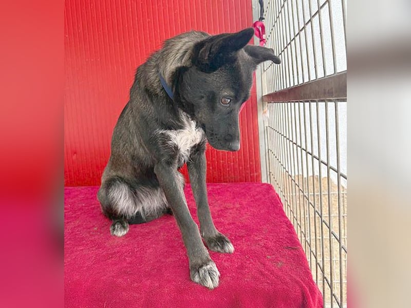 wunderschöne LOLA - 1 Jahr, 45cm/14kg