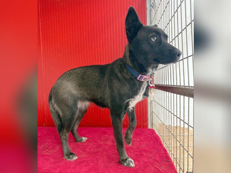 wunderschöne LOLA - 1 Jahr, 45cm/14kg