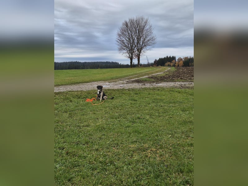 liebe junge Schäferhund Mischlings-Hündin Alma sucht eine Familie