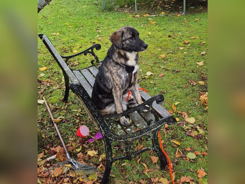 liebe junge Schäferhund Mischlings-Hündin Alma sucht eine Familie