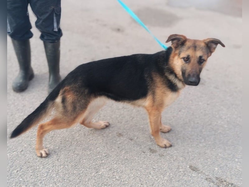 Aktive Schäferhund Mischlingshündin Milli sucht ihre Familie