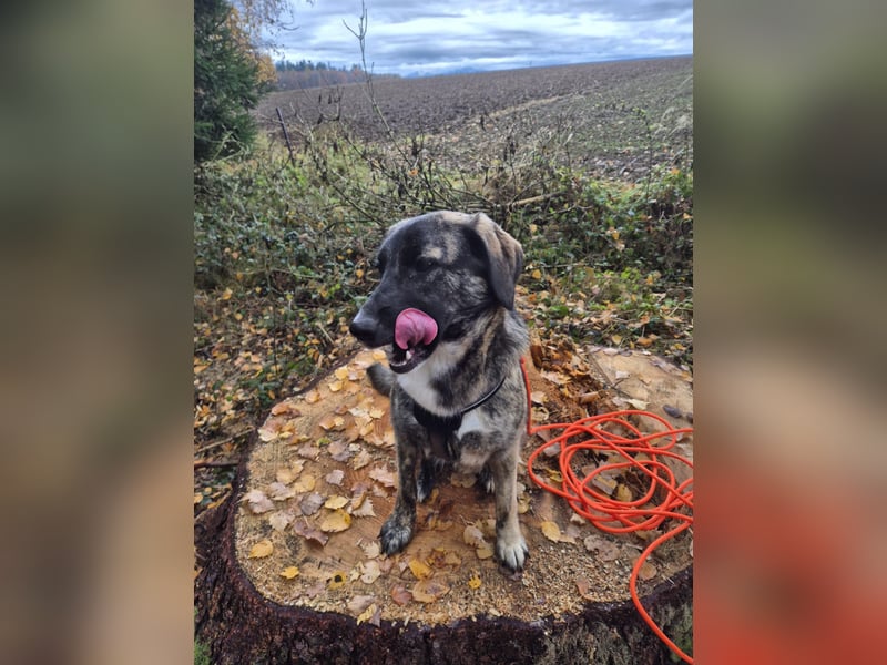 liebe junge Schäferhund Mischlings-Hündin Alma sucht eine Familie
