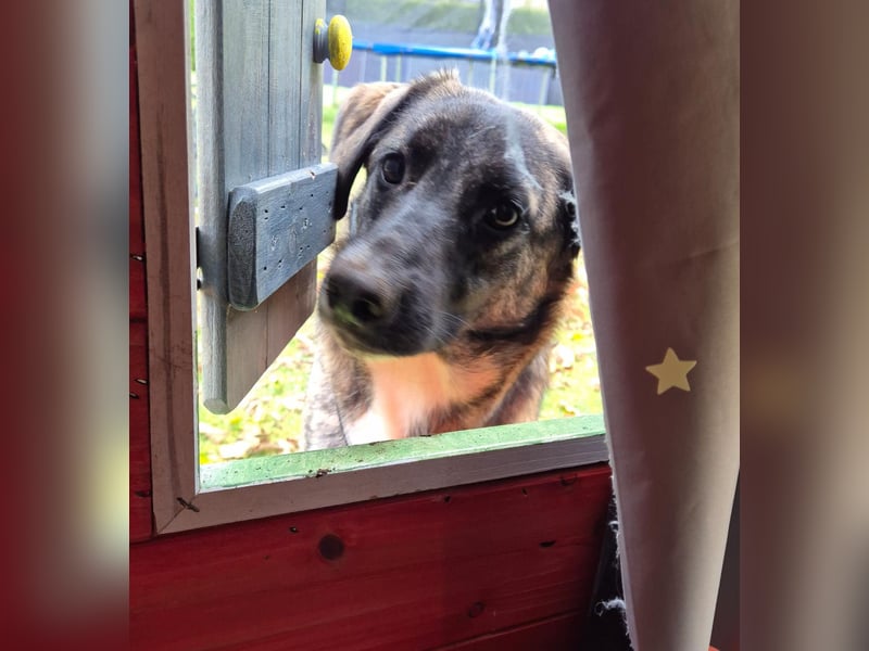 liebe junge Schäferhund Mischlings-Hündin Alma sucht eine Familie