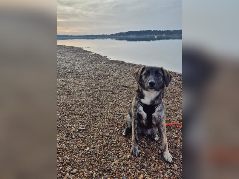 liebe junge Schäferhund Mischlings-Hündin Alma sucht eine Familie