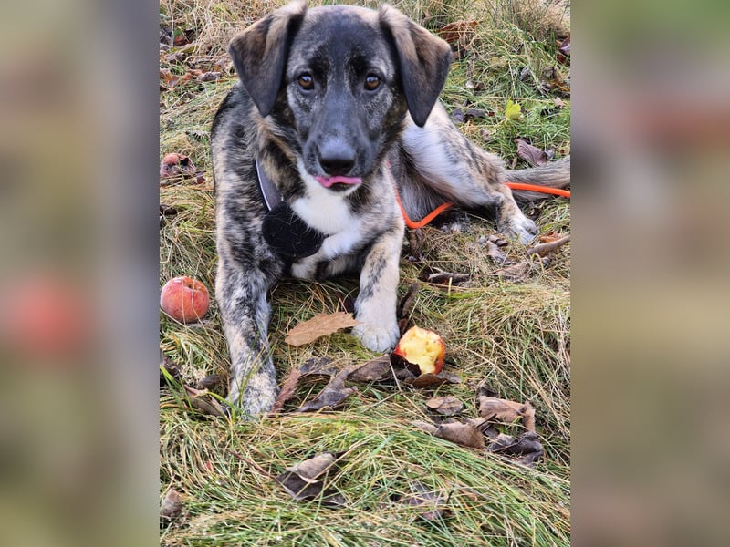 liebe junge Schäferhund Mischlings-Hündin Alma sucht eine Familie