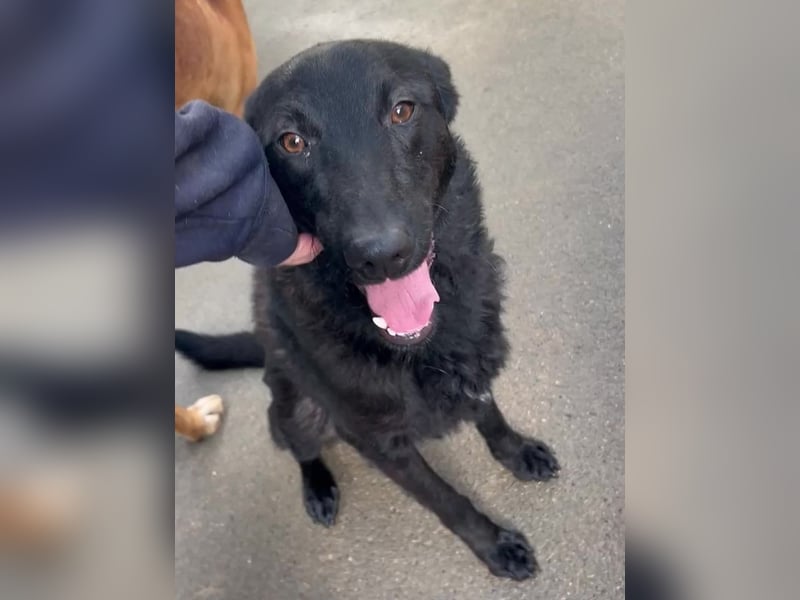 schwarzer Schäferhund Mischlings-Rüde Lupin sucht ein Körbchen