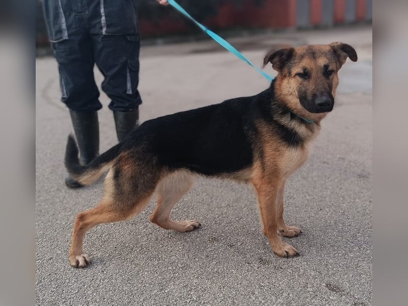 Aktive Schäferhund Mischlingshündin Milli sucht ihre Familie