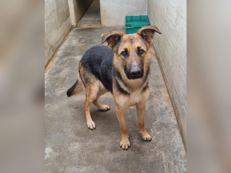 Aktive Schäferhund Mischlingshündin Milli sucht ihre Familie