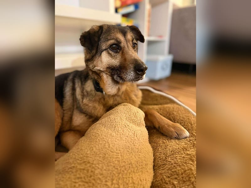 Matilda Schäferhund Mischling Hündin Senior sucht Altersruhesitz für immer