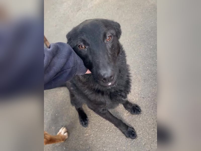 schwarzer Schäferhund Mischlings-Rüde Lupin sucht ein Körbchen