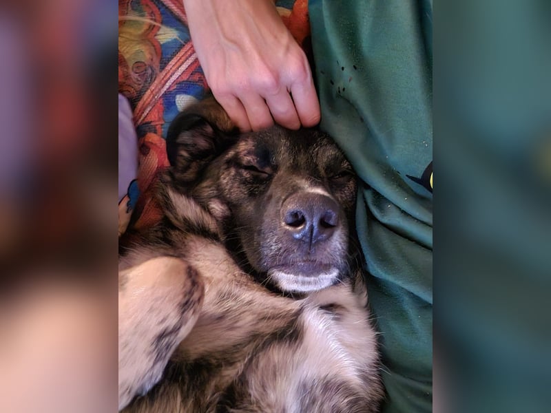 liebe junge Schäferhund Mischlings-Hündin Alma sucht eine Familie