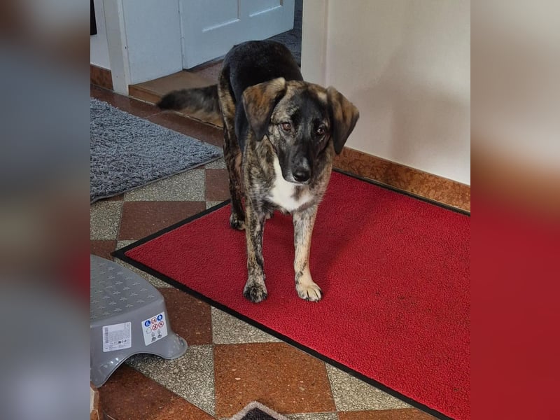 liebe junge Schäferhund Mischlings-Hündin Alma sucht eine Familie
