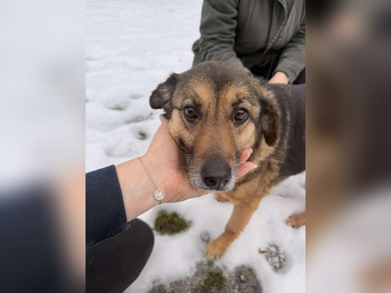 Matilda Schäferhund Mischling Hündin Senior sucht Altersruhesitz für immer