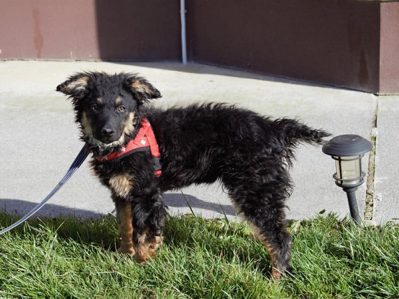 Süßer Schäferhund Mischling Vinko sucht seine Menschen