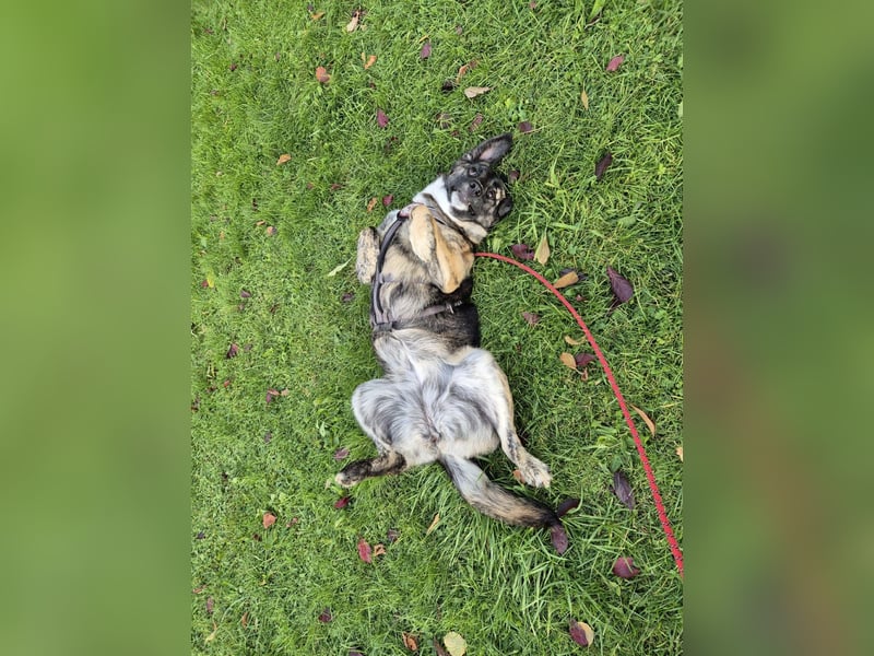 liebe junge Schäferhund Mischlings-Hündin Alma sucht eine Familie