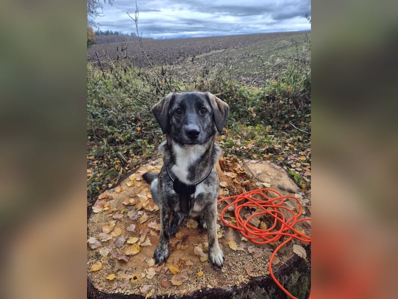 liebe junge Schäferhund Mischlings-Hündin Alma sucht eine Familie
