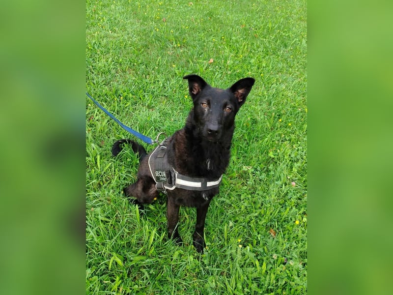 schwarzer Schäferhund Mischlings-Rüde Lupin sucht ein Körbchen