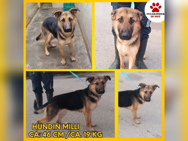 Aktive Schäferhund Mischlingshündin Milli sucht ihre Familie