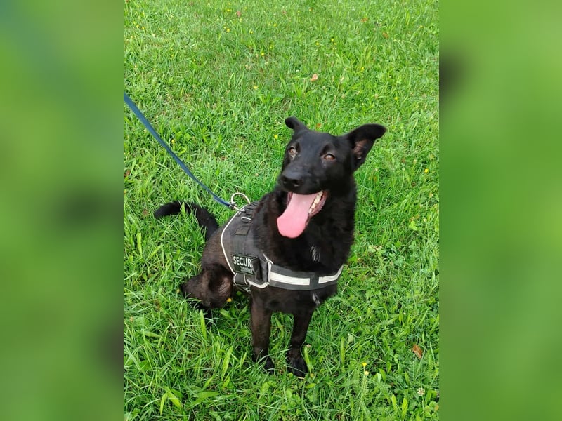 schwarzer Schäferhund Mischlings-Rüde Lupin sucht ein Körbchen