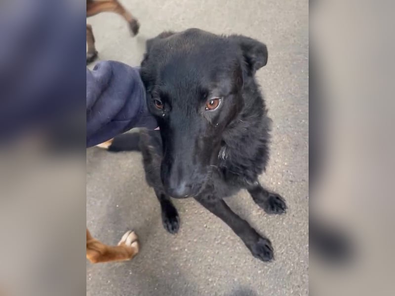 schwarzer Schäferhund Mischlings-Rüde Lupin sucht ein Körbchen
