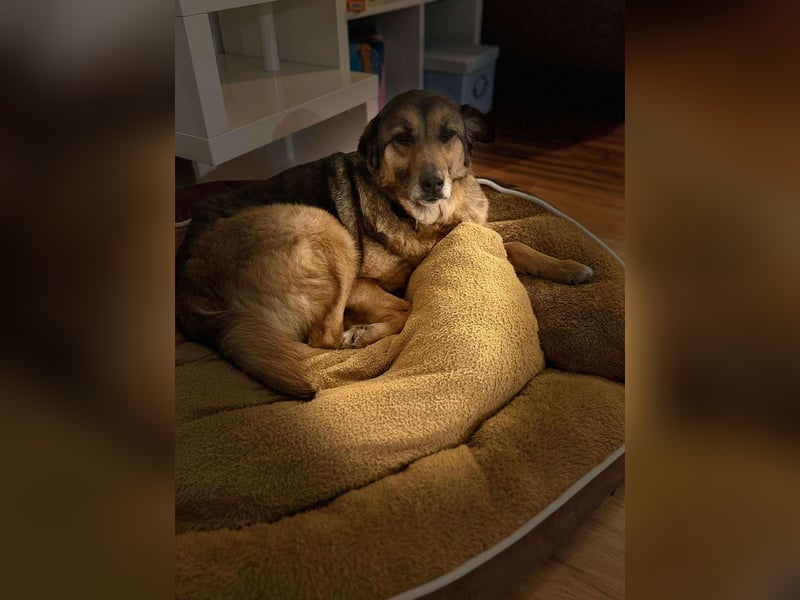 Matilda Schäferhund Mischling Hündin Senior sucht Altersruhesitz für immer