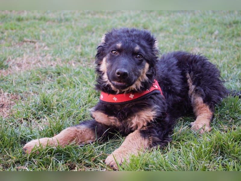 Süßer Schäferhund Mischling Vinko sucht seine Menschen