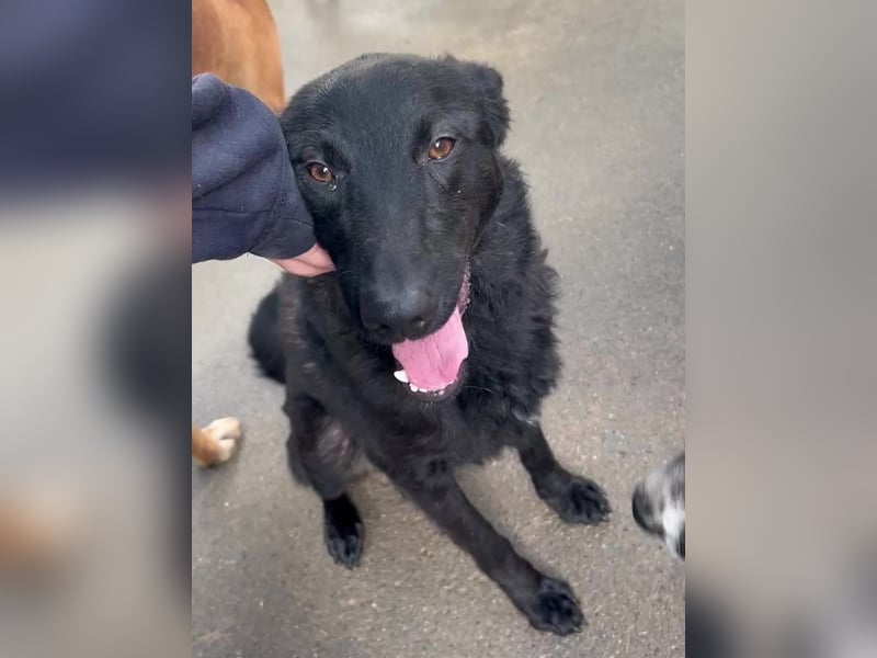 schwarzer Schäferhund Mischlings-Rüde Lupin sucht ein Körbchen
