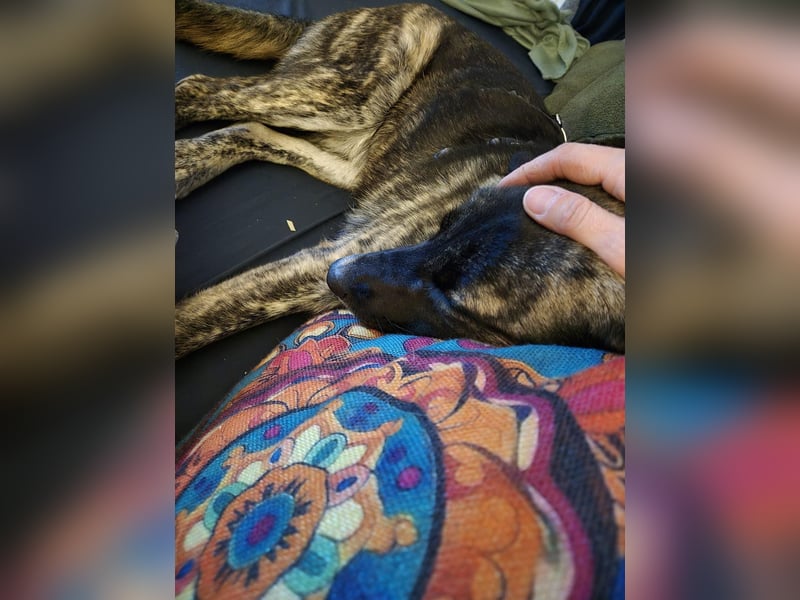 liebe junge Schäferhund Mischlings-Hündin Alma sucht eine Familie