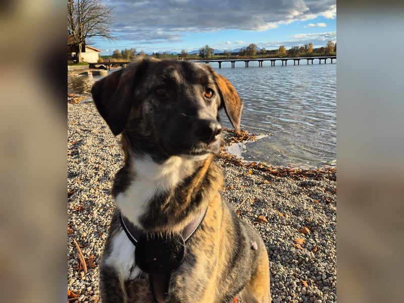 liebe junge Schäferhund Mischlings-Hündin Alma sucht eine Familie