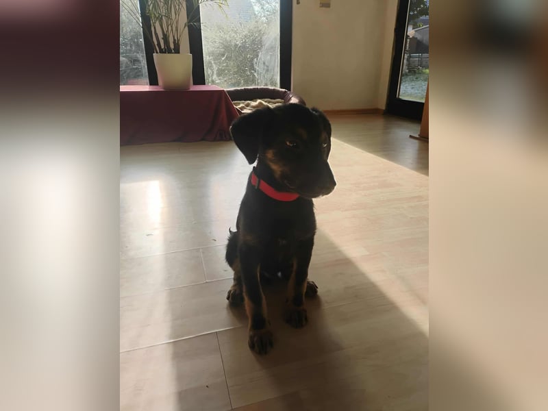 Süßer Welpen Bub Turbo sucht seine Familie