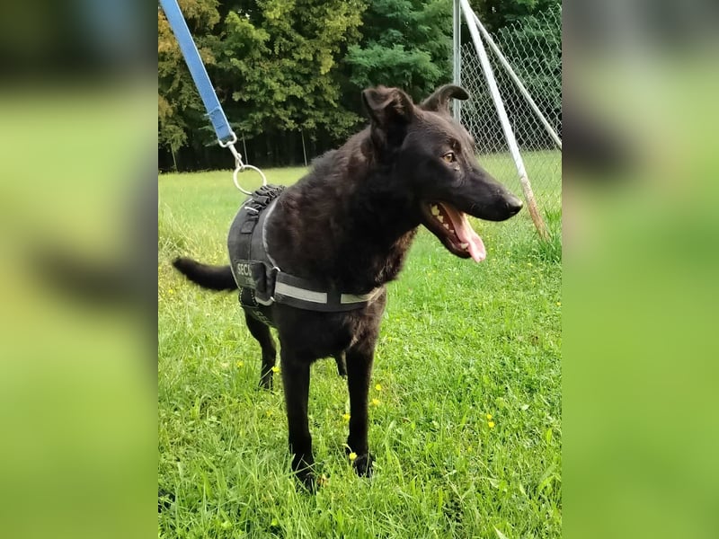 schwarzer Schäferhund Mischlings-Rüde Lupin sucht ein Körbchen