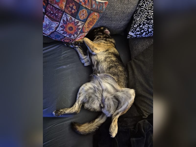 liebe junge Schäferhund Mischlings-Hündin Alma sucht eine Familie