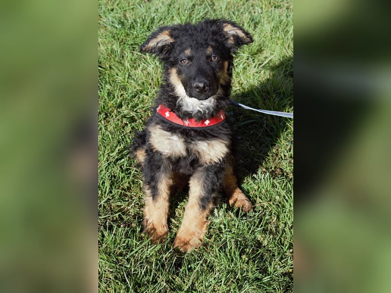 Süßer Schäferhund Mischling Vinko sucht seine Menschen