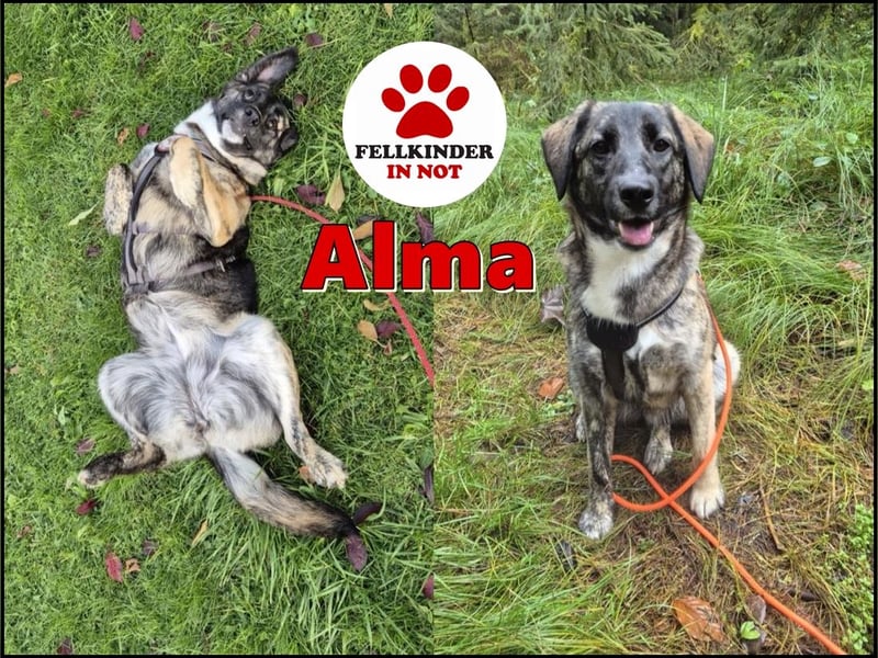 liebe junge Schäferhund Mischlings-Hündin Alma sucht eine Familie
