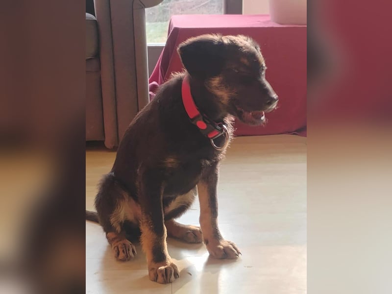 Süßer Welpen Bub Turbo sucht seine Familie