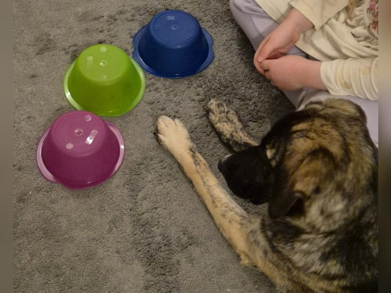 liebe junge Schäferhund Mischlings-Hündin Alma sucht eine Familie