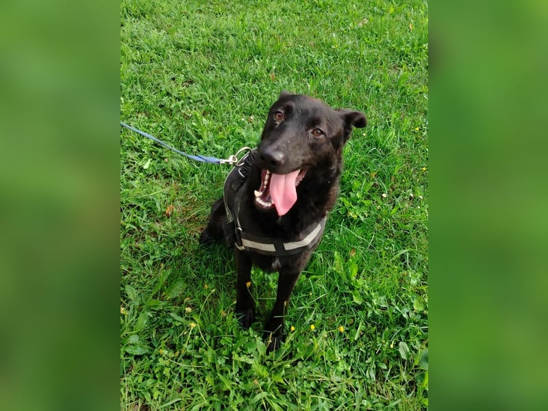 schwarzer Schäferhund Mischlings-Rüde Lupin sucht ein Körbchen