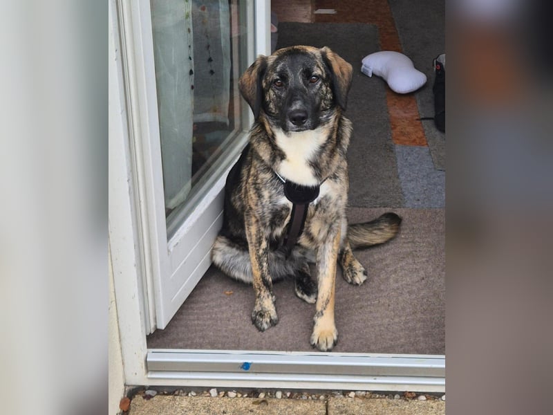 liebe junge Schäferhund Mischlings-Hündin Alma sucht eine Familie