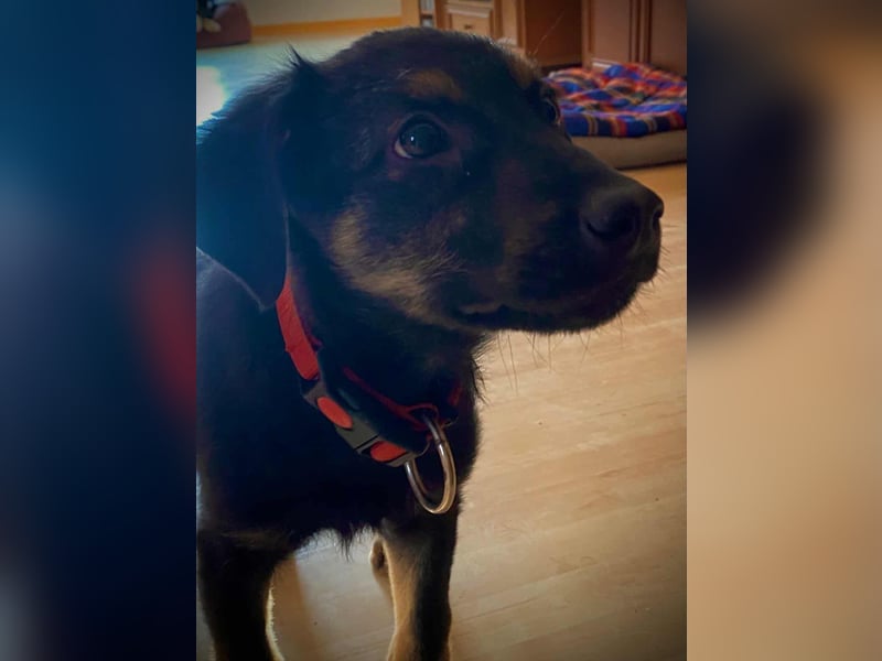 Süßer Welpen Bub Turbo sucht seine Familie