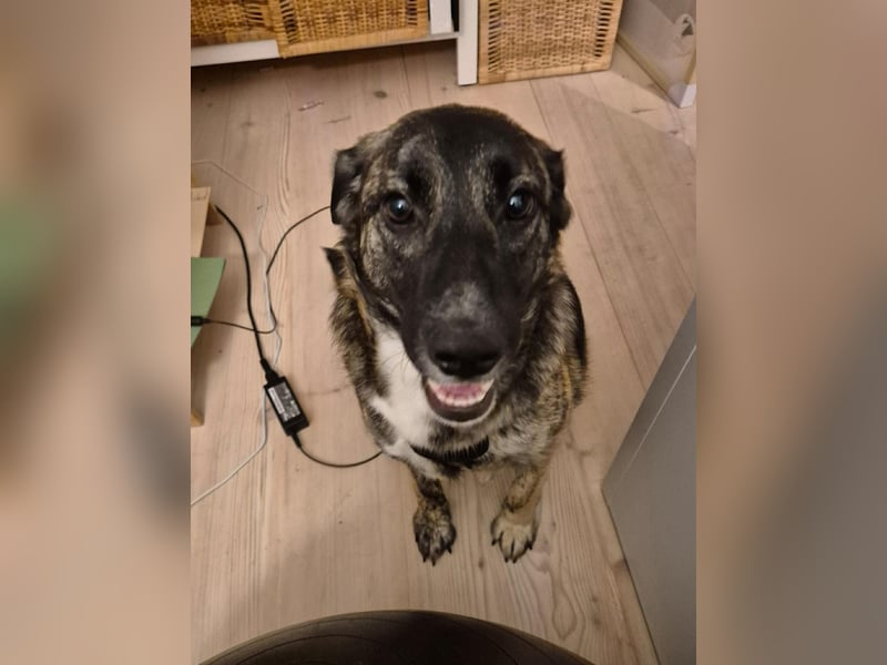 liebe junge Schäferhund Mischlings-Hündin Alma sucht eine Familie