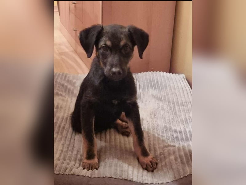 Süßer Welpen Bub Turbo sucht seine Familie