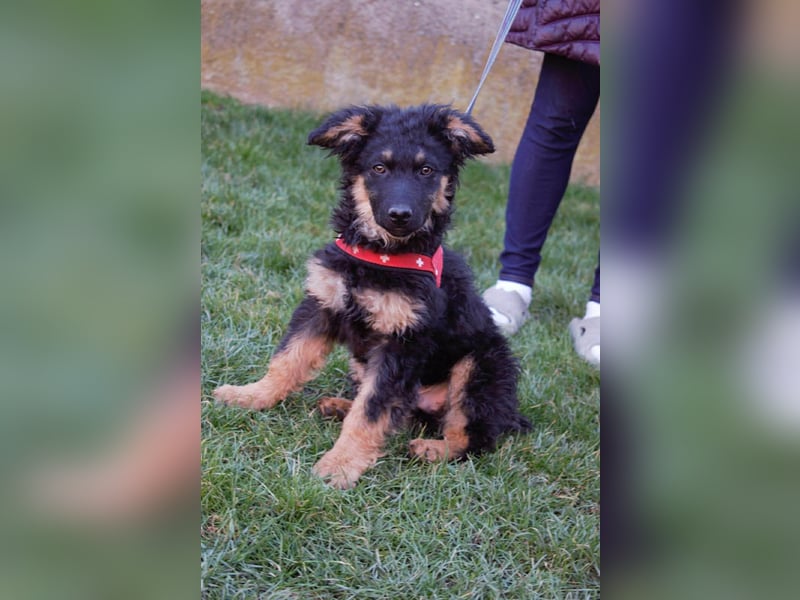 Süßer Schäferhund Mischling Vinko sucht seine Menschen