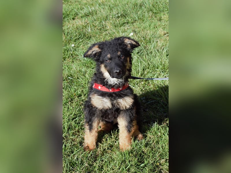 Süßer Schäferhund Mischling Vinko sucht seine Menschen