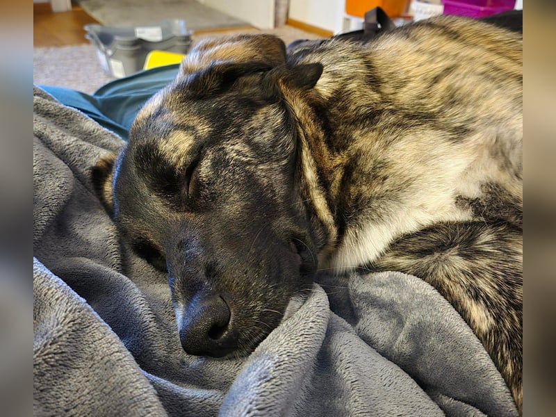 liebe junge Schäferhund Mischlings-Hündin Alma sucht eine Familie