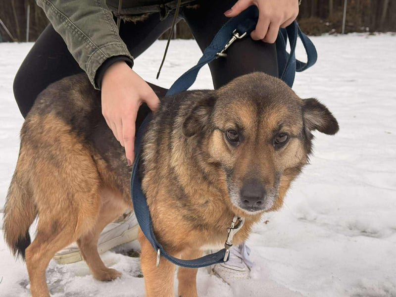 Matilda Schäferhund Mischling Hündin Senior sucht Altersruhesitz für immer