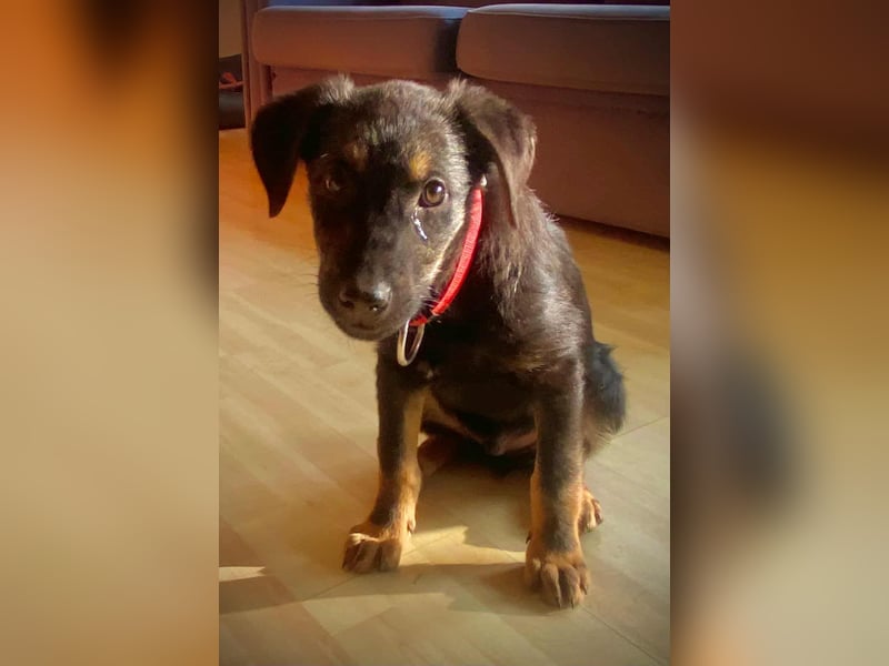 Süßer Welpen Bub Turbo sucht seine Familie