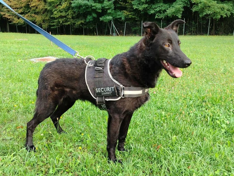schwarzer Schäferhund Mischlings-Rüde Lupin sucht ein Körbchen