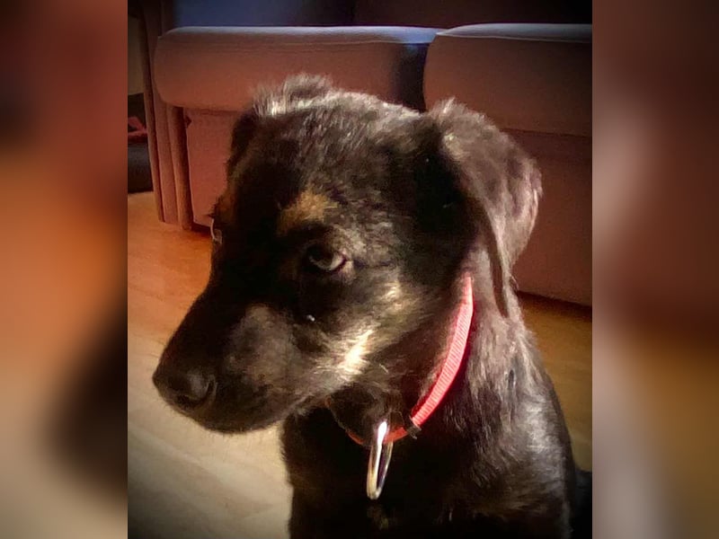 Süßer Welpen Bub Turbo sucht seine Familie